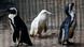 A juvenile albino penguin is presented to the public for the first time at the Gdansk Zoo in Gdansk, Poland, March 22, 2019 A juvenile albino penguin is presented to the public for the first time at the Gdansk Zoo in Gdansk, Poland, March 22, 2019