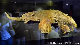 A mammoth carcass on display in a museum 