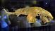 Los restos congelados del mamut "Yuka" han sido mostrados en museos japoneses Los restos congelados del mamut "Yuka" han sido mostrados en museos japoneses