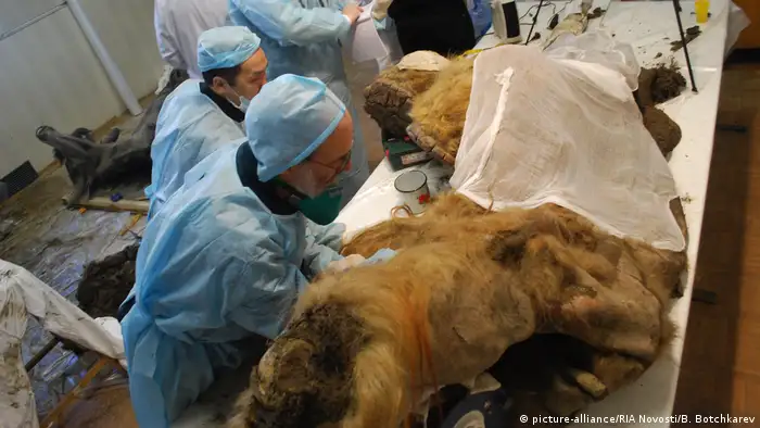 Russland Paläontologen untersuchen mumifiziertes Mammut Yuka