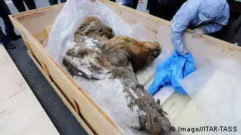 The woolly mammoth Yuka cased in ice