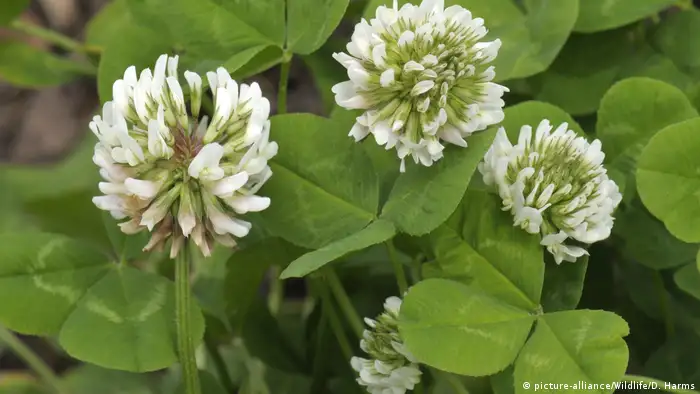 White clover flowers (photo: picture-alliance/Wildlife/D. Harms)