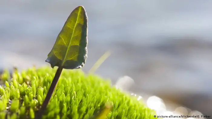 A dock leaf (photo: picture-alliance/blickwinkel/J. Fieber)