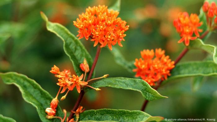 Butterfly weed (photo: picture-alliance / blickwinkel / R. Koenig)