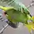 Зелені горобці з довгими хвостами - кельнські папуги