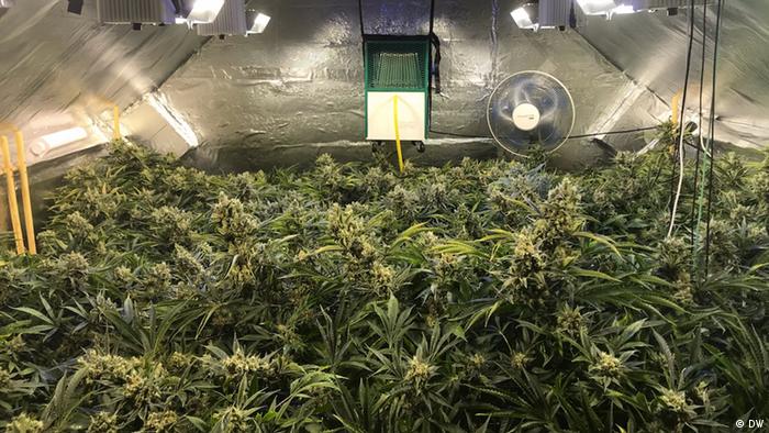 An illegal cannabis plantation in Britain