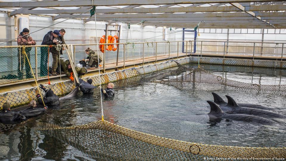 Six month sentence for 100 whales – DW – 04/01/2019
