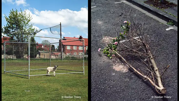 Dog on a playing field, cut off branch (Copyright: Bastian Thiery) 