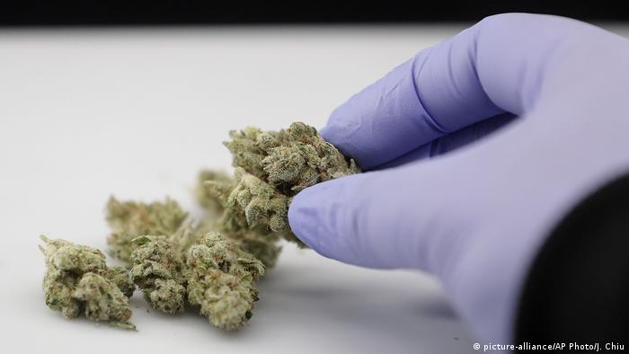 Coronavirus: The tide is coming for medicinal cannabis | Science| In-depth  reporting on science and technology | DW | 08.05.2020