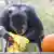 Ein Affe untersucht den Inhalt eine Halloween-Tüte (Foto: AP)