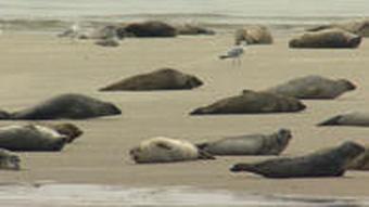 Seehunde im Wattenmeer (Foto: DW)