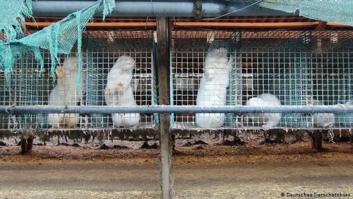 Клетки с животными на звероферме в городе Раден