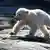 Hertha the polar bear frolicks in 2019