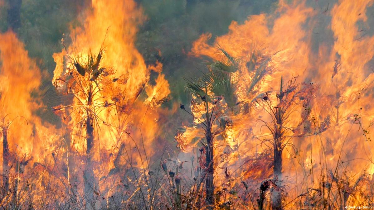 Belize farmers turn away from slash and burn – DW – 04/09/2019