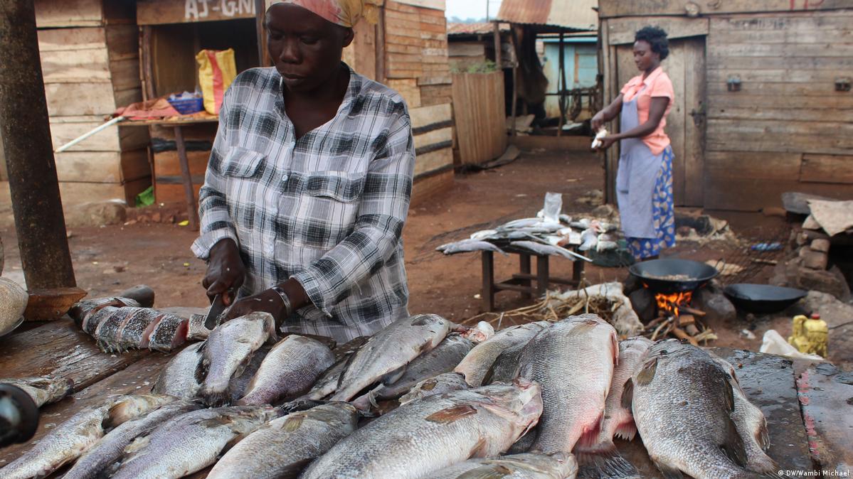 Pesca sustentável no Uganda – DW – 07/06/2019, image size:1199x674
