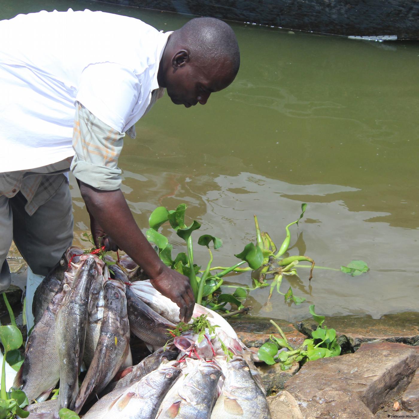 Living Planet: Fishing for answers