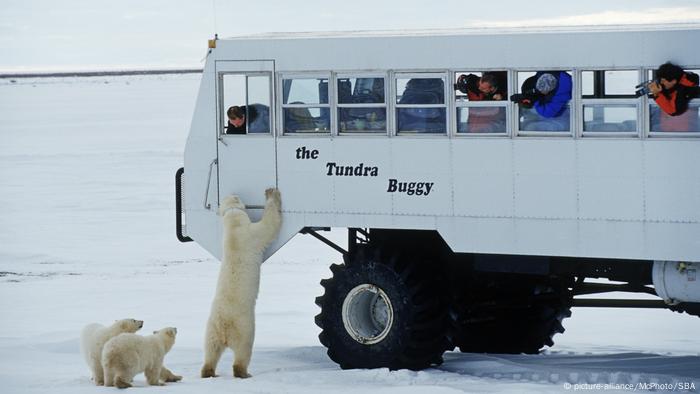 Polar bears sniffing around a bus of tourists on the tundra 