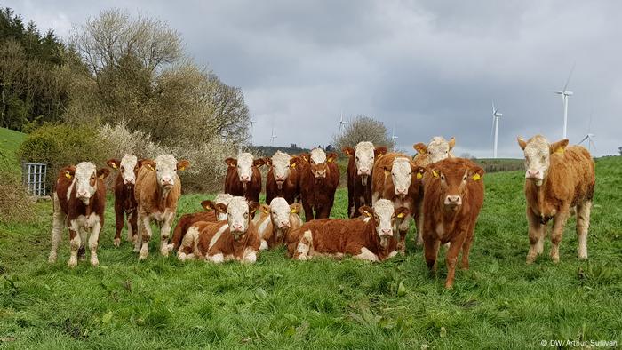 Farm scene in Moynalty, Co Meath, Ireland