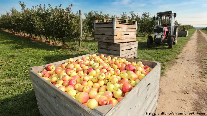 Deutschland Ökologische Landwirtschaft | frisch geerntete Äpfel