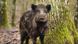 Wild boar Wild boar