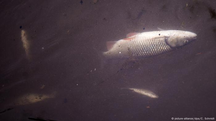 Heilbronn Fischsterben in der Schozach (picture-alliance/dpa/C. Schmidt)