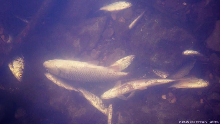 Tons Of Fish Killed In German River Contamination – Dw – 04 05 2019