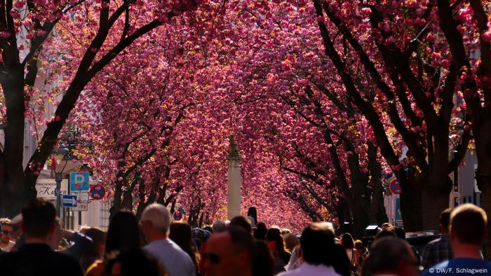 Bonn - Kirschblüten in der Heerstraße (DW/F. Schlagwein)