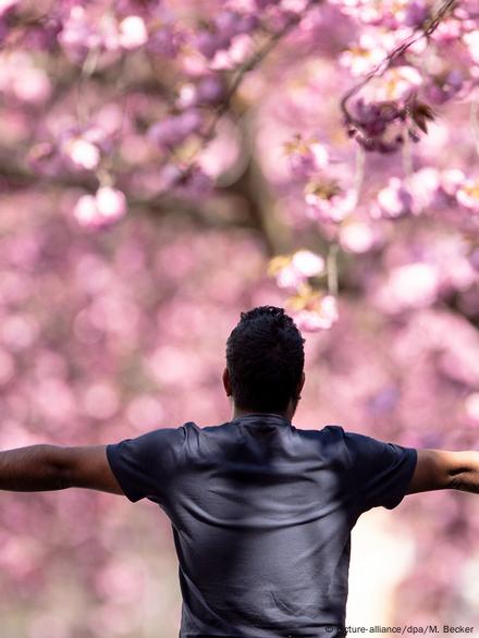 Sakura and Sport: The Enchanting Tale of the Japan Cherry Blossom