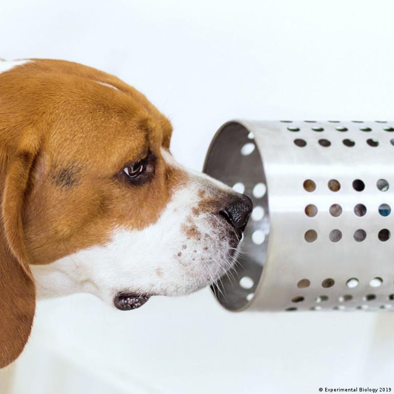 Dogs sniff out cancer — with an amazing hit rate