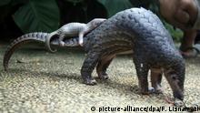 FILE - In this Thursday, June 19, 2014 file photo, a pangolin carries its baby at a Bali zoo in Bali, Indonesia. Their scales _ made of keratin, the same material as in human finger nails _ are in high demand for Chinese traditional medicine, to allegedly cure several ailments, although there is no scientific backing for these beliefs. (AP Photo/Firdia Lisnawati, File) |