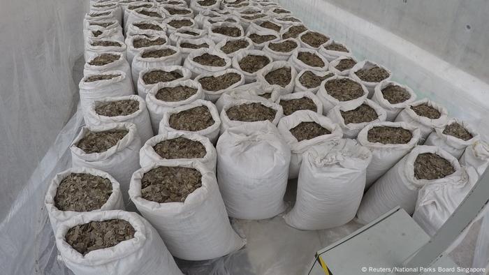 Sacks of pangolin scales lines up 