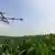 Drones lançam pesticidas sobre plantação de milho na China
