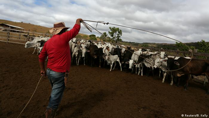 Brazilian cattle ranch
