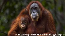 Indonesien Orang-Utan (Imago Images/Nature Picture Library/F. Rogers)