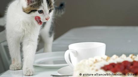 Eine Katze steht auf dem Tisch neben einer Torte und leckt sich das Maul 