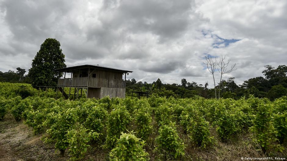Ejército de Colombia incauta seis toneladas de cocaína al ELN | Las noticias y análisis más importantes en América Latina | DW - Vimarsana News