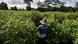 A peasant walks at a coca field, in Vallenato A peasant walks at a coca field, in Vallenato