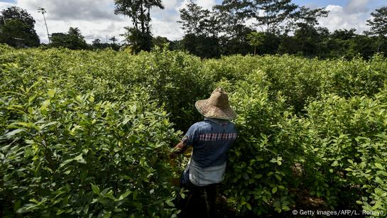 Why Is Colombia's Cocaine Production So High? – DW – 06/27/2019