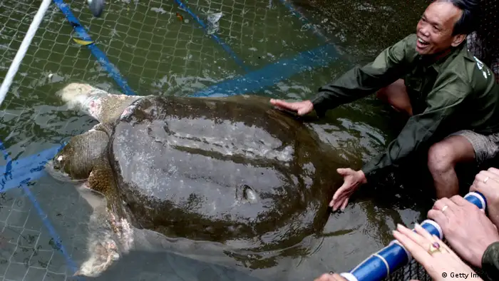 A softshell giant turtle in Vietnam 