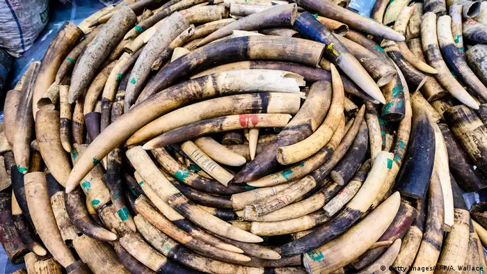 Ivory elephant tusks (Anthony Wallace