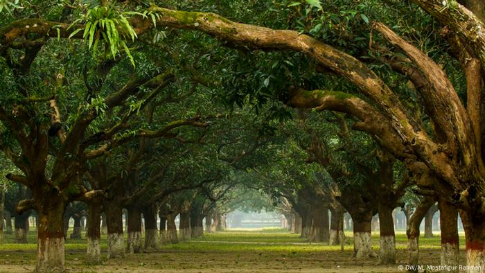 Bangladesh Mujibnagar Memorial (DW / M. Mostafigur Rahman)