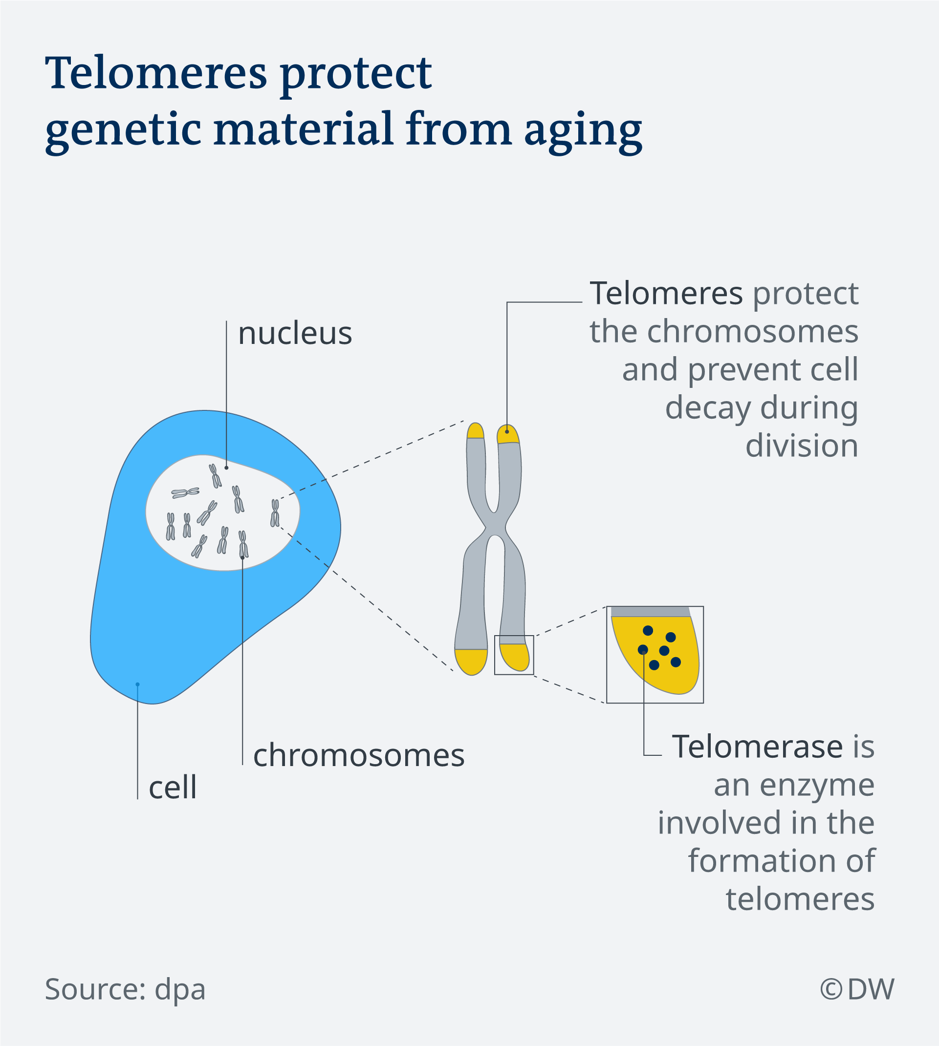 An infographic showing how telomeres protect a person's genetic material from aging