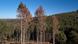 Deutschland Wald Dürre Frühling Deutschland Wald Dürre Frühling