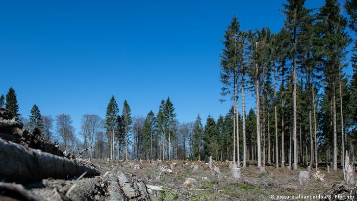 Deutschland Wald Dürre Frühling