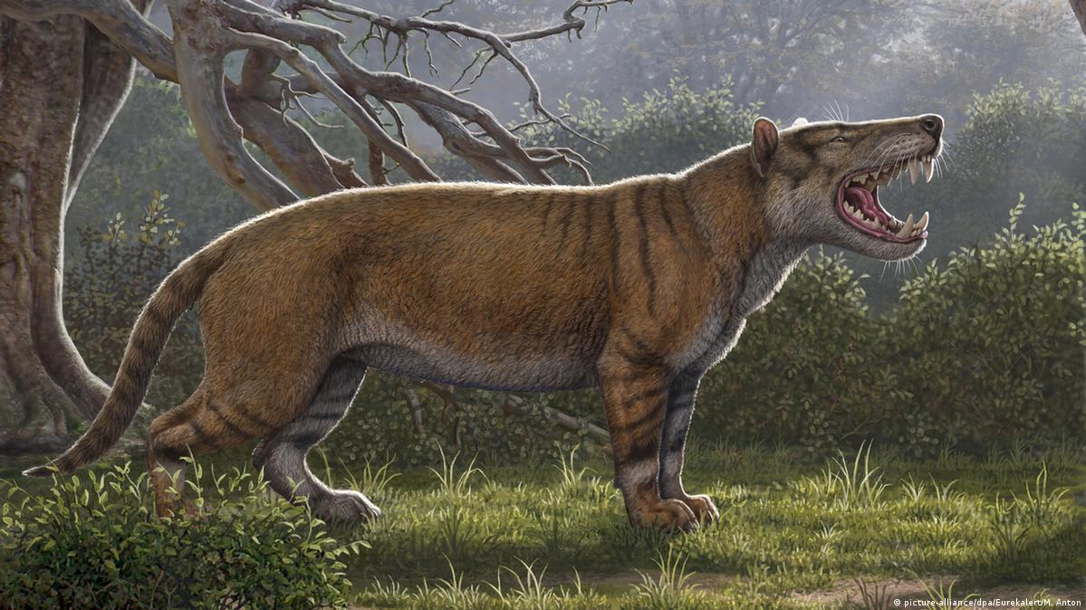 Giant ancient 'lion' discovered in Kenya – DW – 04/18/2019