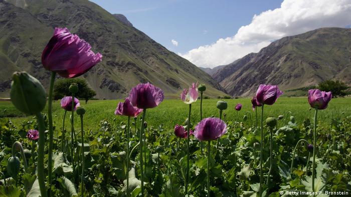 Afghanistan Panshar - Opiumfelder