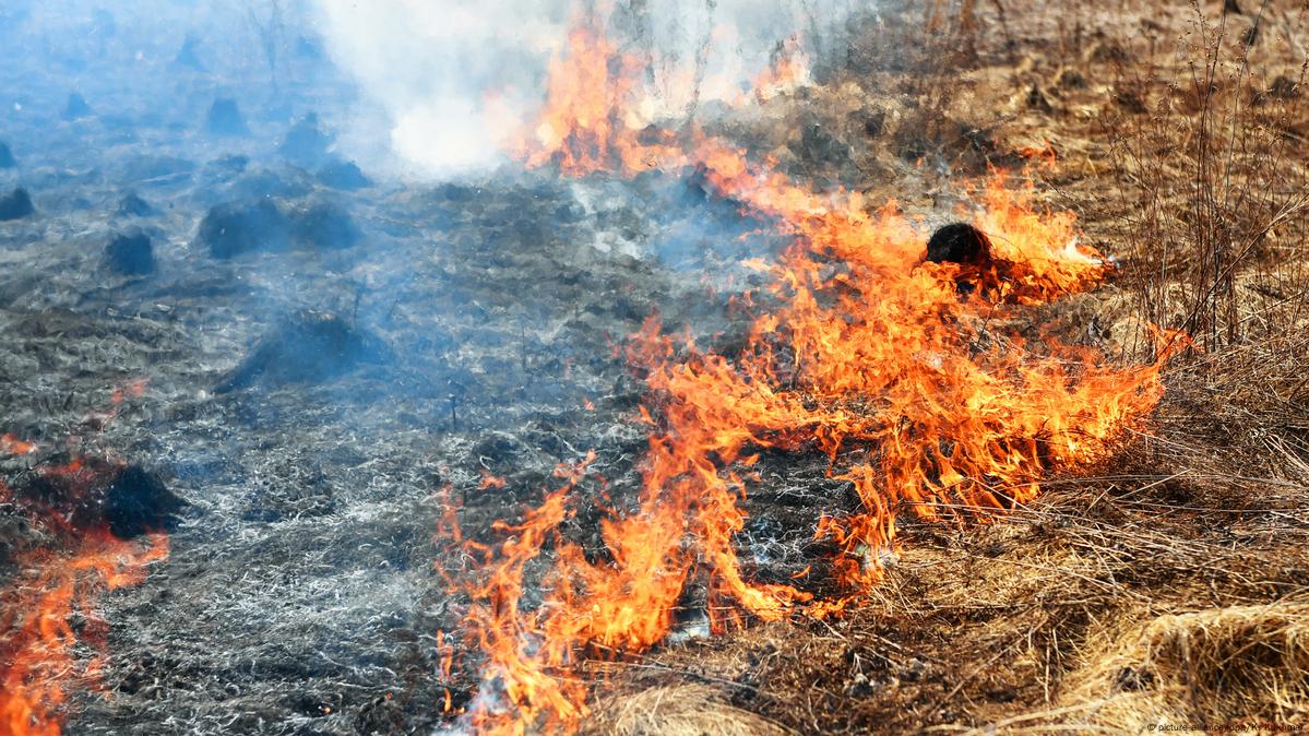 В Забайкалье объявлен режим ЧС из-за пожаров – DW – 19.04.2019