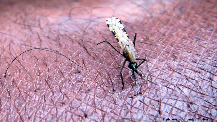 Medizin Forschung l Weltweit erste Malaria-Impfkampagne l Mücke der Gattung «Anopheles gambiae»