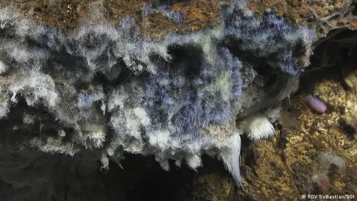 Bacteria in the deep sea at Pescadero Basin (ROV SuBastian/SOI)