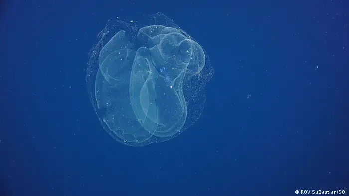 A siphonophore - a jellyfish related to the venomous Portuguese man of war. Pescadero Basin (ROV SuBastian/SOI)